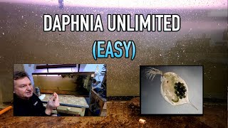 How I Raise Daphnia Water Fleas And You Can Too [upl. by Asemaj]