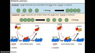 Anabolic vs Catabolic [upl. by Nylesor]