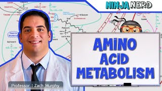 Metabolism  Amino Acid Metabolism [upl. by Ydnahs]