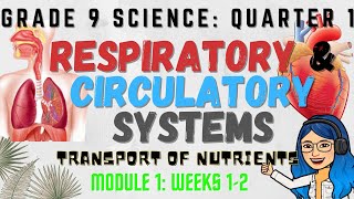 Anatomy and Physiology of Respiratory System [upl. by Dimo139]