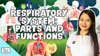 Respiratory System Parts and Functions  Biology [upl. by Hescock]