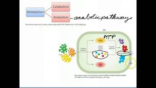 Catabolic and Anabolic Pathways [upl. by Releyks425]