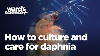 Caring and Culturing for Daphnia [upl. by Attenreb]