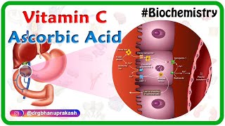 Vitamin C  Ascorbic acid Animation  MetabolismSources Synthesis  functions Scurvy [upl. by Nitneuq369]