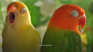 Two Lovebirds Chirping Green Opaline amp Creamino  April 2024 [upl. by Naomi341]