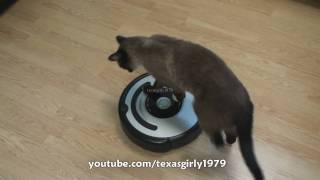 Cat shows HOW TO use iRobot Roomba Vacuum [upl. by Yecniuq]