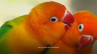 Green Opaline Lovebird  Lovebird Chirping Sounds [upl. by Hirai]