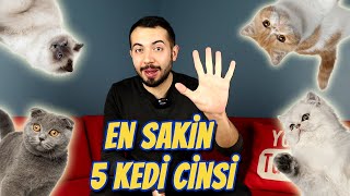 EN SAKİN 5 KEDİ IRKI En Sakin ve Uysal Kedi Cinsleri [upl. by Xuagram662]