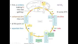 Lecture 18C  Catabolism of Amino Acids [upl. by George770]