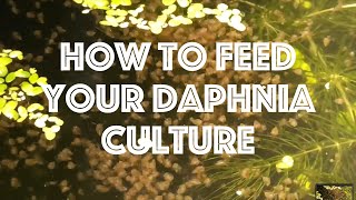 How To Feed Your Daphnia Culture [upl. by Maxentia]