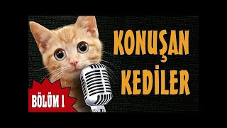 Konuşan Kediler 1 En Komik Kedi Videoları [upl. by Havener]