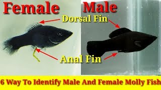 6 Way To Identify Male And Female Molly Fish [upl. by Wheaton]