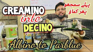 Creamino inot decino pairing  pehly smjho phir kamao  albino to Parblue lgao [upl. by Alimat84]