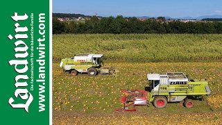 Kürbisernte mit Claas Mähdrescher  landwirtcom [upl. by Ytirahc]