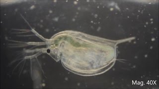 Daphnia magna under the Microscope [upl. by Chappy]