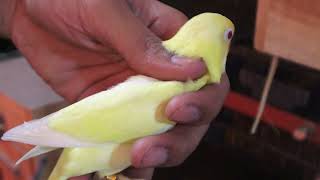 Decino Creamino Albino Lovebirds  Pale Fallow Fischeri Breeding Progress [upl. by Felike]