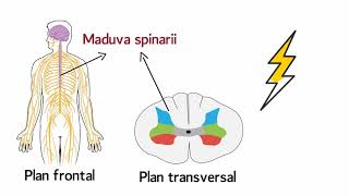 Functia de conducere a maduvei spinarii [upl. by Eikcim]