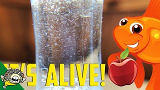 How to culture Vinegar Eels The EASY Way Live Fish Food [upl. by Ardiedal]