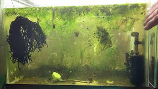 Scuds Daphnia Cherry Shrimp Copepods My aquatic food culture [upl. by Aek523]