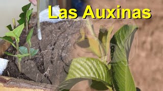 Las Hormonas en los Vegetales Caso de las Auxinas [upl. by Assilen]