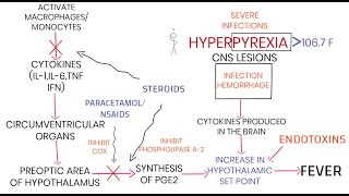 PATHOGENESIS OF FEVER [upl. by Yanal]