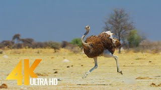 4K Ostrich the Flightless Bird  African Wildlife Documentary Film with Narration [upl. by Zanas]