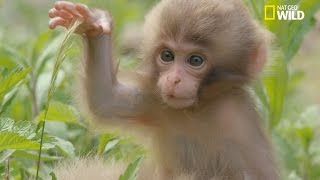 Léducation des petits macaques japonais [upl. by Kellina]