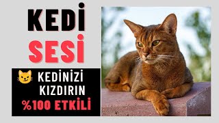 Gerçek Kedi Miyavlaması Sesi  Kedinizi Kızdırın  Cat Meow Sound  See Your Cats Reaction \u00100 ✅ [upl. by Seadon726]