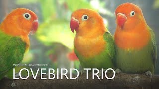 Lovebirds Chirping Sounds  Green Opaline Trio [upl. by Sungam372]