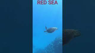 RED SEA snorkeling Hurghada Egipt [upl. by Nodarse]