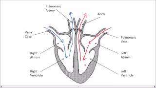 Systolic murmurs diastolic murmurs and extra heart sounds  Part 1  NCLEXRN  Khan Academy [upl. by Medwin511]