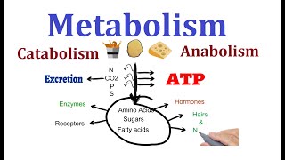 Concept of Metabolism Catabolism and anabolism [upl. by Ellehcor569]