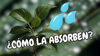 ASÍ absorben agua las plantas [upl. by Sommers]