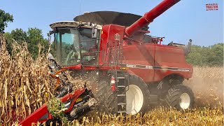 CASE IH 6150 AxialFlow Combine Harvesting Corn [upl. by Nirmak]