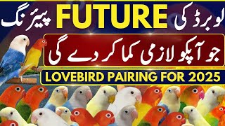 Lovebird Future Pairing For 2025  Cheapest Pairing For Higher Mutation  Albino Opaline [upl. by Belayneh]