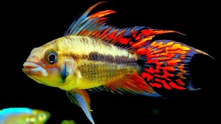 Top 5 Centerpiece Fish for your small to medium sized Community Aquarium [upl. by Beaudoin369]