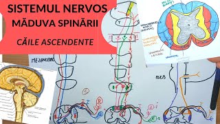 ADMITERE MEDICINA SISTEMUL NERVOS 5 MADUVA SPINARII  CAILE ASCENDENTE [upl. by Mosa]