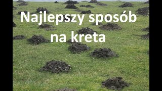 Najlepszy sposób na kreta w naszym ogródku lub na trawniku [upl. by Niroc]