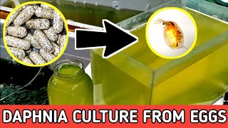 HOW TO HATCH DAPHNIA EGGS  HOW TO CULTURE DAPHNIA [upl. by Haizek356]