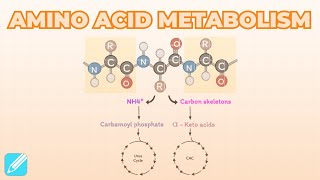 Amino Acid Metabolism [upl. by Sucramraj24]