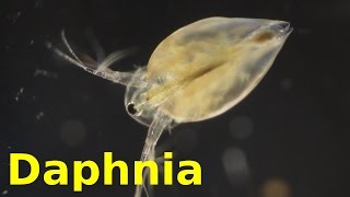 Daphnia [upl. by Erleena]