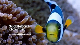 Fish Sounds Do fish talk to each other  BBC Earth Explore [upl. by Osugi]