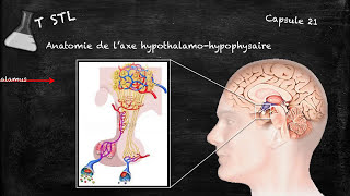 Capsule n°21  laxe hypothalamohypophysaire [upl. by Neeneg984]