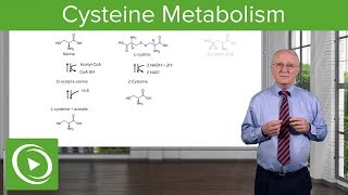 Cysteine Metabolism – Amino Acid Metabolism  Lecturio [upl. by Allenad]