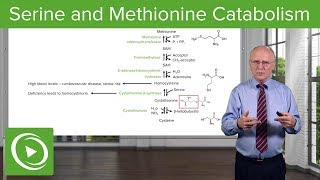 Serine Family and Methionine Catabolism – Biochemistry  Lecturio [upl. by Mccord452]