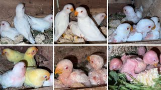 Lovebirds Mutation Albino Creamino Decino Successful Breeding Setup [upl. by Cirtemed104]