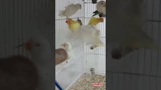 Albino lovebirds Creamino opaline birds budiges [upl. by Aisad800]