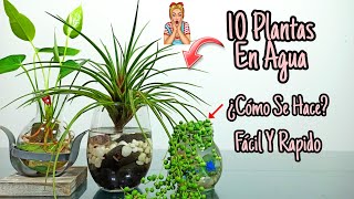 10 Plantas De INTERIOR que se CULTIVAN en AGUA [upl. by Naro]