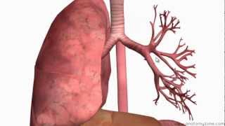 The Human Body Respiratory System  Science  Grade 5  TutWay [upl. by Seow]