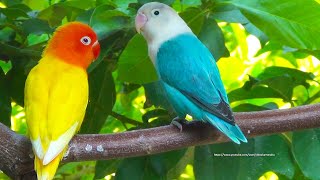 Lovebird Chirping Sounds and Call Sounds From Blue Opaline amp Lutino Opaline [upl. by Corkhill]